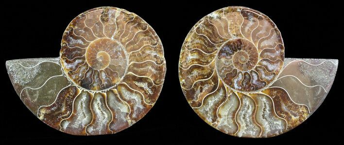 Polished Ammonite Pair - Agatized #57906